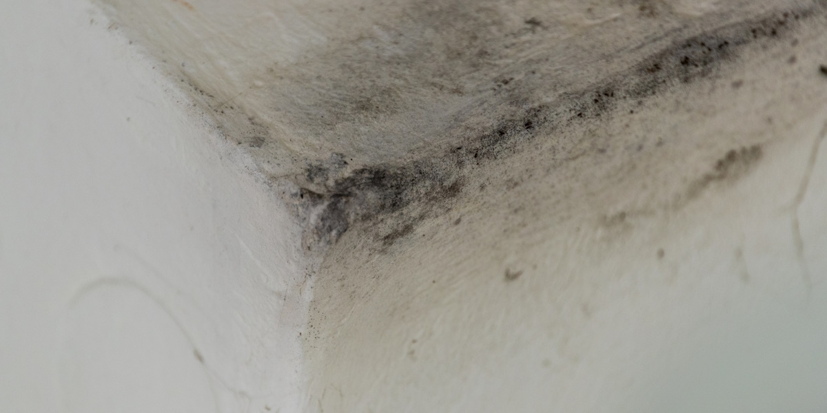 Schimmel Wandecke_Geeignete Reinigungsmittel Schimmel Wandecke_Geeignete Reinigungsmittel