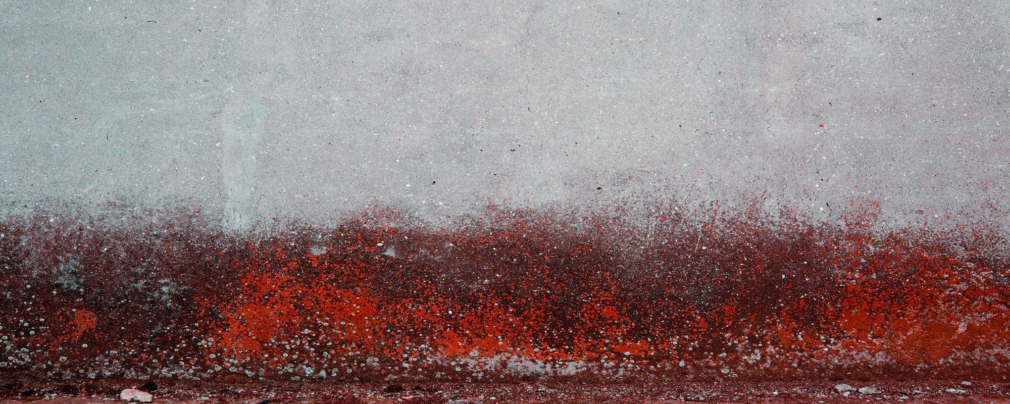 Roter Schimmel Wand