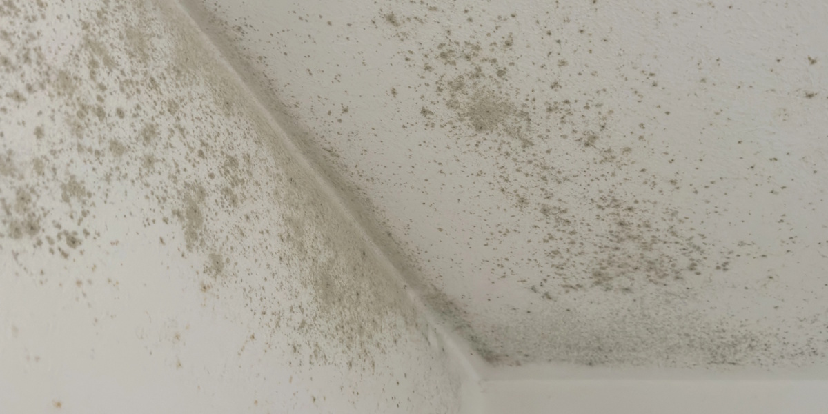 Schimmel an der Decke durch hohe Feuchte trotz Messkontrolle