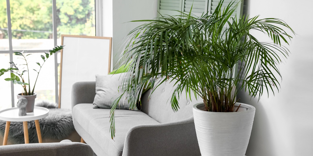 Zimmerpflanze im Wohnraum zur natürlichen Regulierung der Raumluftfeuchtigkeit