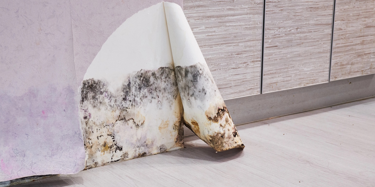 Wasserschaden & Schimmel_Versteckte Feuchtigkeit Schimmelbefallene Tapete durch Feuchtigkeit nach Wasserschaden