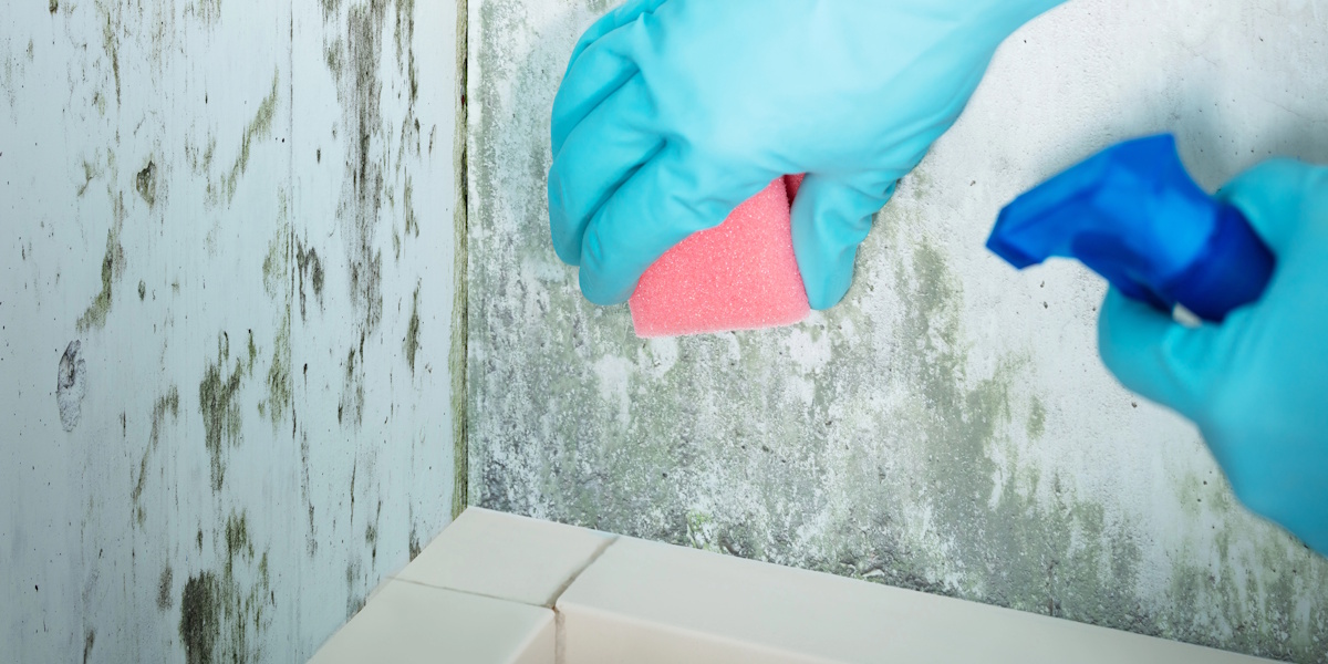 Handschuhhände reinigen schimmelige Wand im unteren Eckbereich mit Schwamm und Sprühflasche.